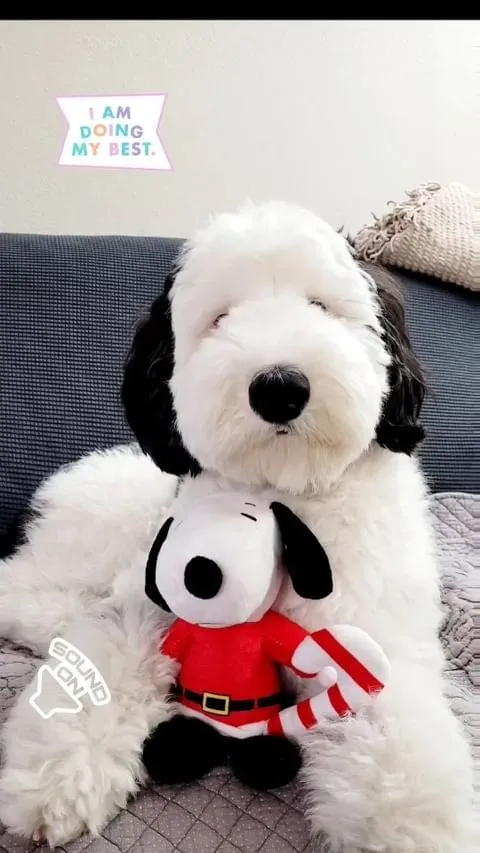 Bayley, de Mini Sheepadoodle lijkt erg op een bekend stripfiguur 3