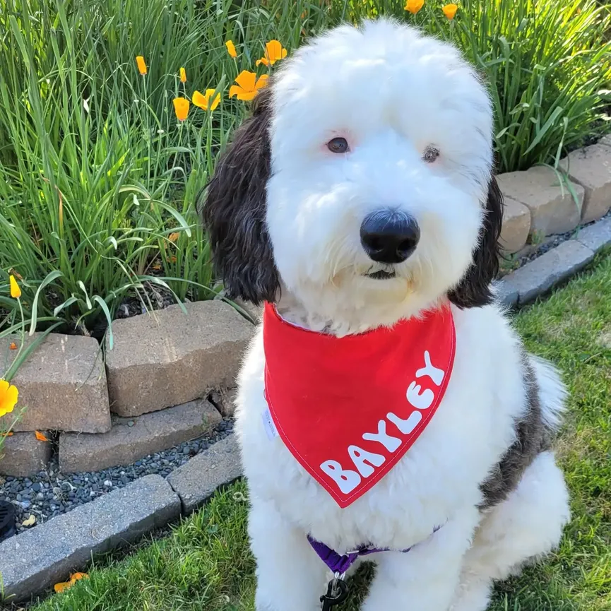 Bayley, de Mini Sheepadoodle lijkt erg op een bekend stripfiguur 9