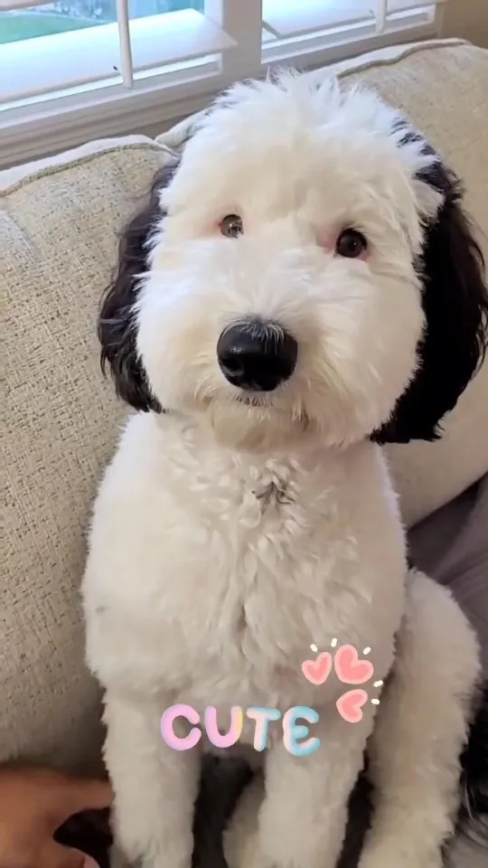 Bayley, de Mini Sheepadoodle lijkt erg op een bekend stripfiguur 7