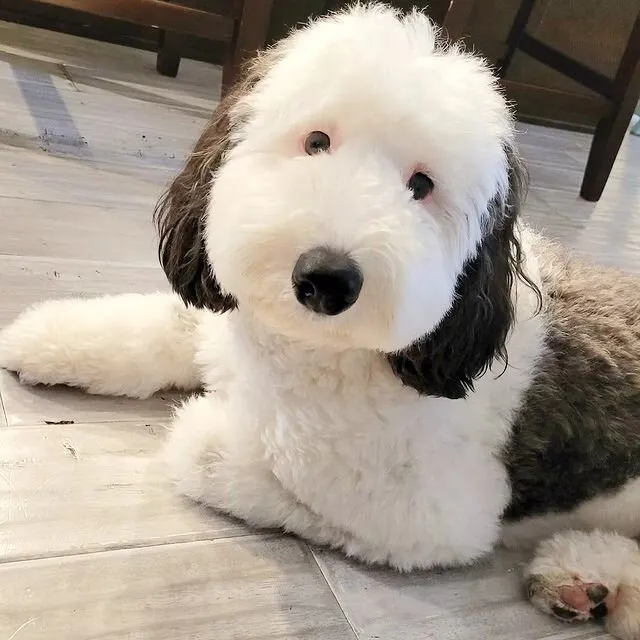 Bayley, de Mini Sheepadoodle lijkt erg op een bekend stripfiguur 10