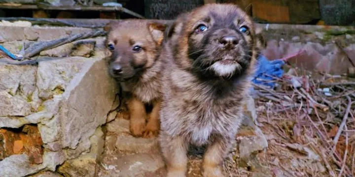 Puppy's in Oekraïne gered van strenge winter 1