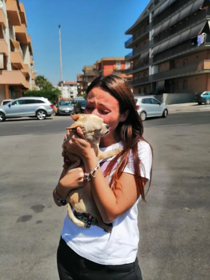 Vermiste chihuahua na 8 jaar zoeken weer thuis 2